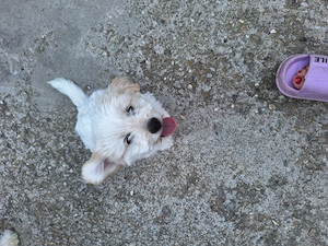 Bichon  Maltez ,2 BĂIEȚEI, VÂRSTA 2 luni,primul vaccin făcut,  - imagine 2