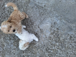 Bichon  Maltez ,2 BĂIEȚEI, VÂRSTA 2 luni,primul vaccin făcut,  - imagine 5