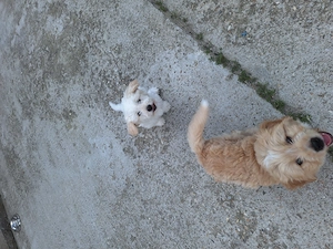 Bichon  Maltez ,2 BĂIEȚEI, VÂRSTA 2 luni,primul vaccin făcut,  - imagine 4