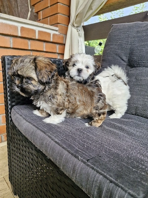 Shih tzu    
