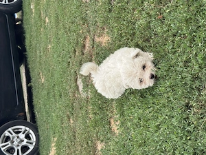 Bichon de vanzare - imagine 2