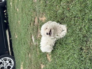 Bichon de vanzare
