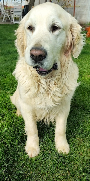 Pui Golden Retriever  - imagine 2