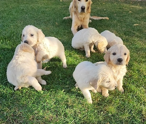 Pui Golden Retriever 