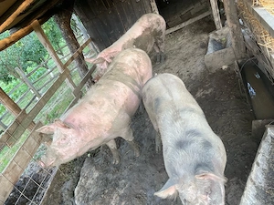 Vand porci si grasuni