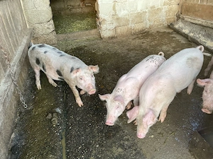 Vand porci si grasuni - imagine 2
