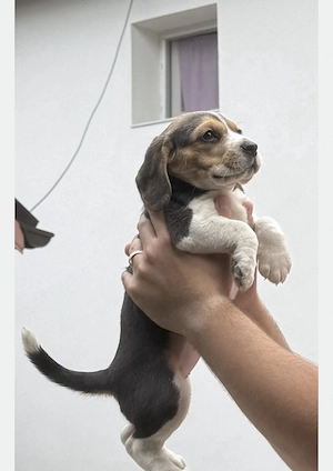 Pui Beagle jucăuș caută stăpâni - imagine 2