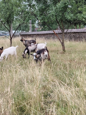 De vânzare țapi localitatea Ocna Sugatag, Maramureș 