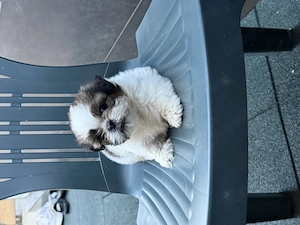 Vând băiețel Shih Tzu - imagine 2