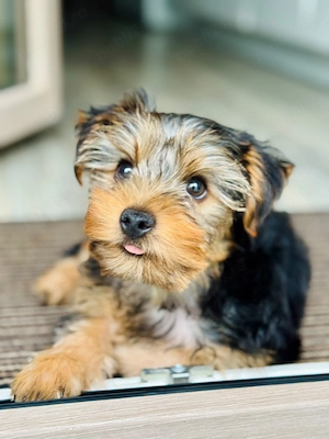 Yorkshire terrier băiețel