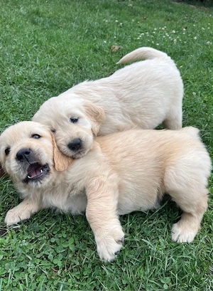 Labrador Retriver Gold  - imagine 3