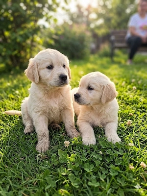 Labrador Retriver Gold  - imagine 2