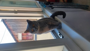 Pisica british shorthair 