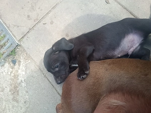 Adopție căței de Tekel cu par scurt - imagine 4