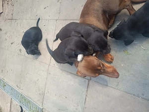 Adopție căței de Tekel cu par scurt - imagine 2