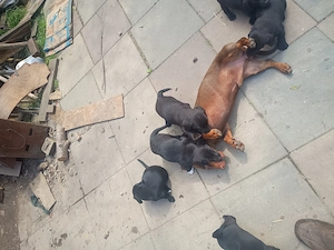 Adopție căței de Tekel cu par scurt - imagine 3