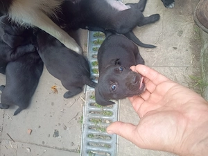 Adopție căței de Tekel cu par scurt - imagine 5