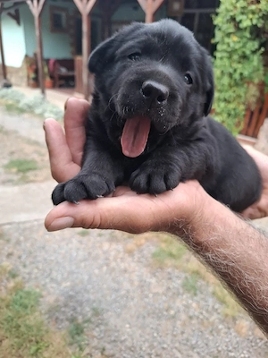 Labrador negru - imagine 2