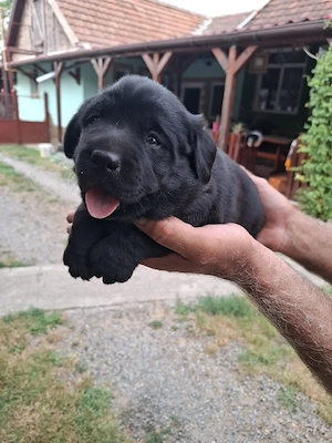 Labrador negru - imagine 3