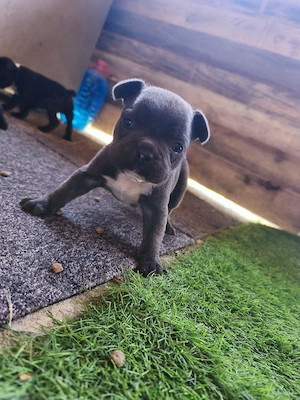 Buldog francez!! - imagine 2
