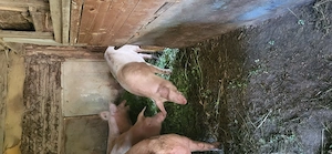 Vand porci 80 150kg 12 lei kg  - imagine 2