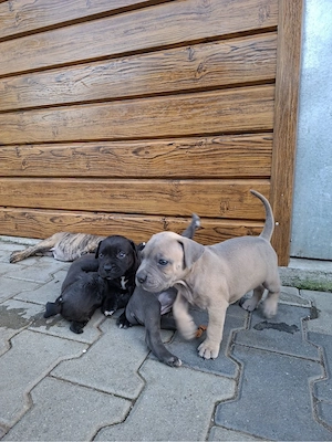 Pui Presa Canario