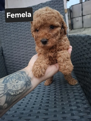 pudel (poodle) mini 