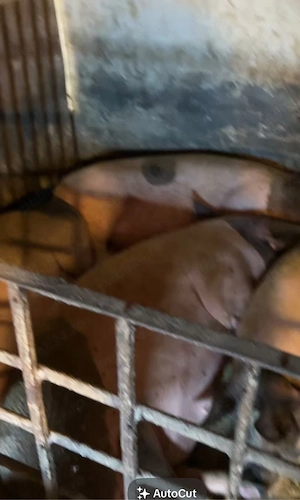 vand porci de la 80kg  la 230 kg 