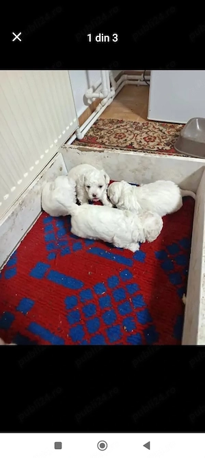 vand catei bichon - imagine 3