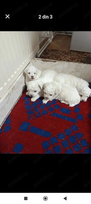 vand catei bichon - imagine 2