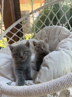 British Shorthair - imagine 2