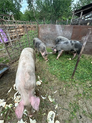 vand porci de la 80kg  la 230 kg  - imagine 5