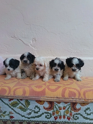 Bichon Maltez talie mica - imagine 3