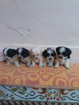 Bichon Maltez talie mica - imagine 2