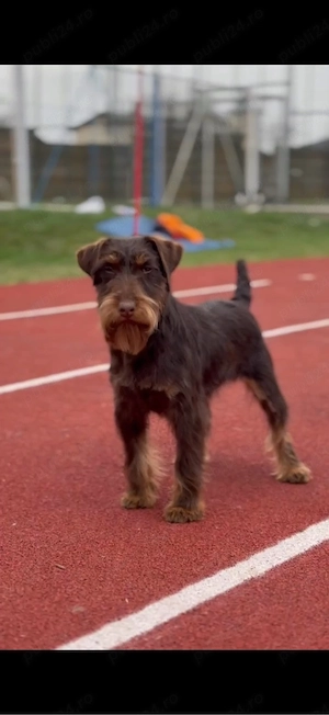 Femela jagd terrier jagdterrier  - imagine 2