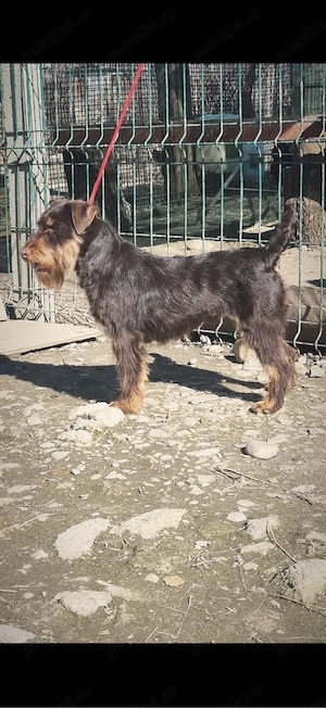 Femela jagd terrier jagdterrier  - imagine 4