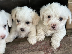 Vand Pui de bichon metis  - imagine 4