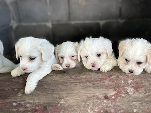 Vand Pui de bichon metis  - imagine 2