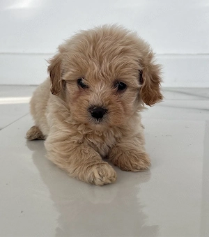 Vand Maltipoo 