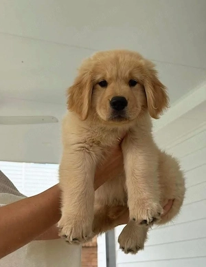 Pui GOLDEN RETRIEVER culoare gold auriu 