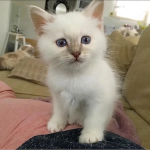 Ragdoll Jucaus 