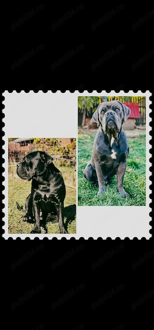 Vând cățeluși Cane Corso,au 8 săptămâni,2 deparazitări,2 vaccinuri,provin din părinți campioni cu pe