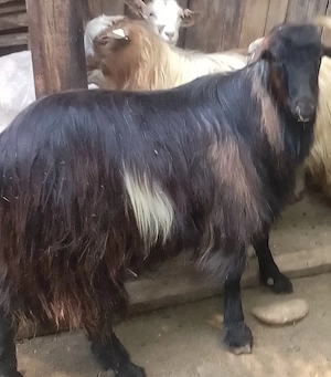 Țapi și iezi de vanzare - imagine 3