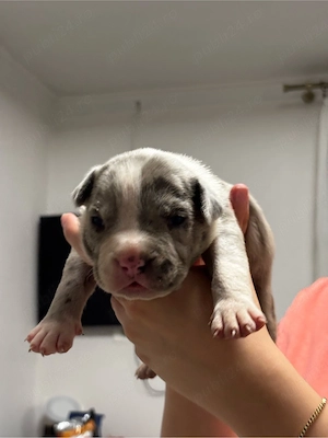 Mascul American Bully XL Merle Blue cu Pedigree linie de sange de top din parinti foarte iubitori - imagine 4