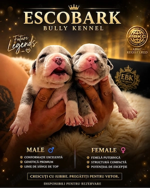 Mascul American Bully XL Merle Blue cu Pedigree linie de sange de top din parinti foarte iubitori