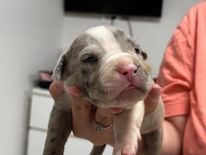Mascul American Bully XL Merle Blue cu Pedigree linie de sange de top din parinti foarte iubitori - imagine 3