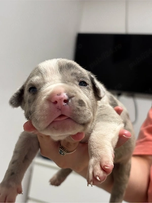 Mascul American Bully XL Merle Blue cu Pedigree linie de sange de top din parinti foarte iubitori - imagine 5