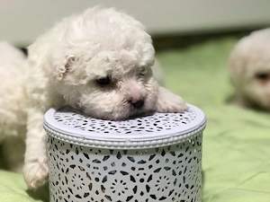 Bichoni Frise