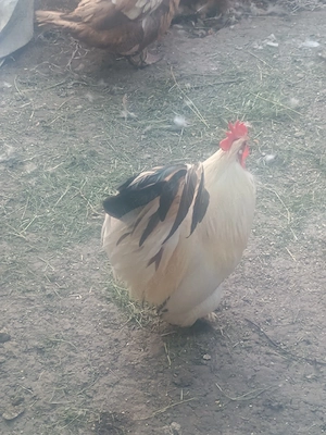 Cocoși și găini pitici 