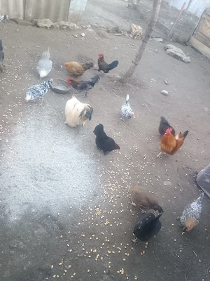 Cocoși și găini pitici  - imagine 3